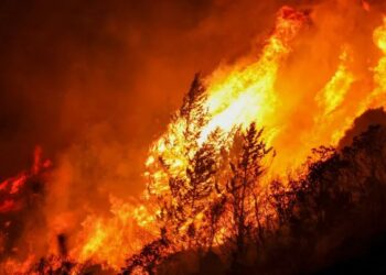 Из-за лося чуть не погиб человек и загорелся лес в области Абай (ВИДЕО)