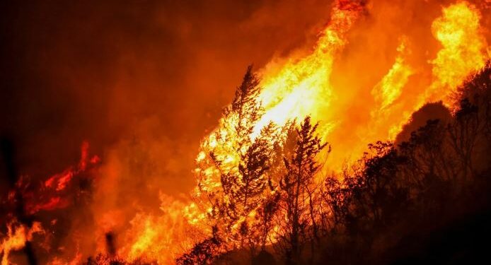 Из-за лося чуть не погиб человек и загорелся лес в области Абай (ВИДЕО)