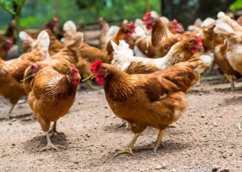 ФЕЙК: Ветеринары опровергли слухи о «холере» в СКО