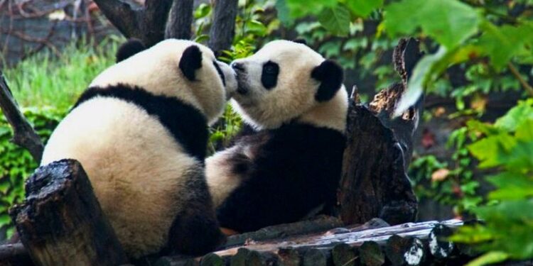 На чиле, на расслабоне: панды стали символом идеальных выходных (ВИДЕО)