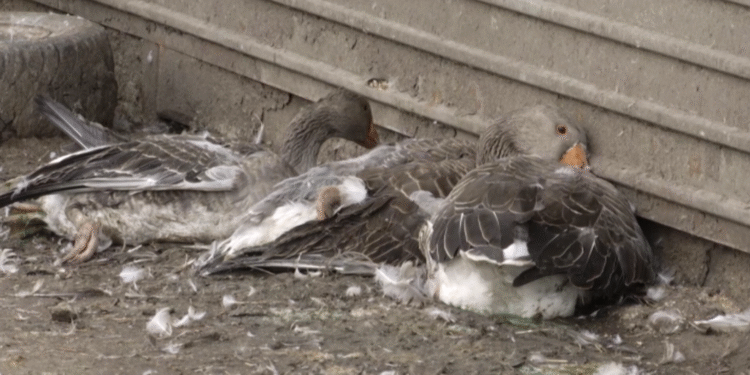 Какая эпидемия массово косит домашнюю птицу в Павлодарской области?