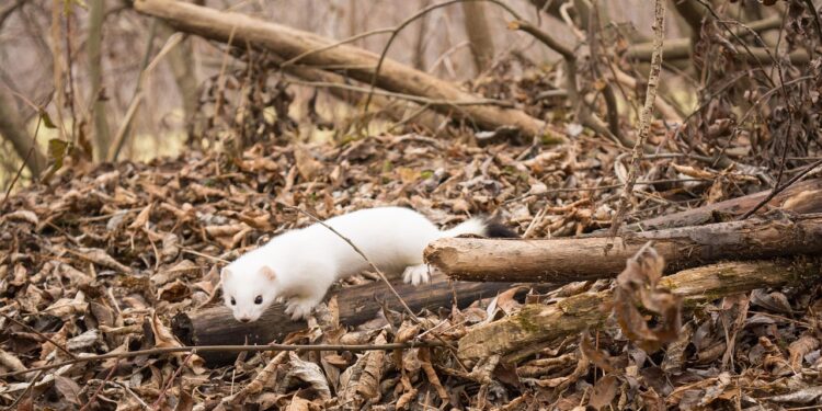 Белоснежный горностай попал на видео в Алматинской области