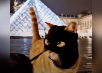 Парижский «Люпен» попался: пойман грабитель Лувра (ВИДЕО)