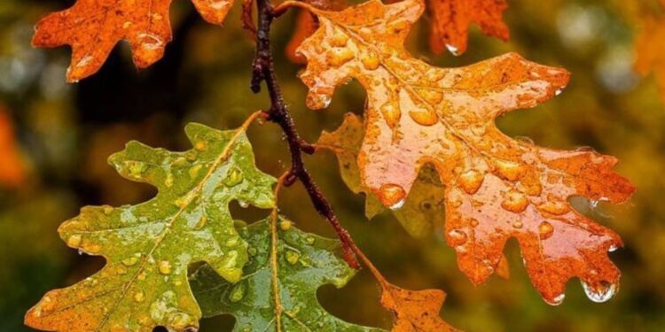 Какая погода будет 8 октября