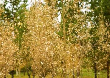 В Астане высадили турангу – дерево, которое не боится холода и жары