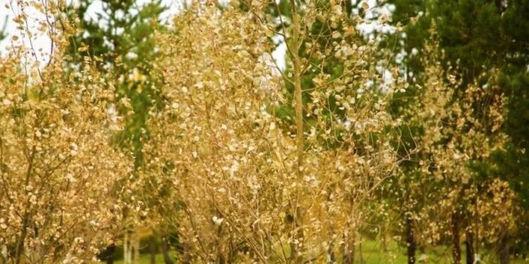 В Астане высадили турангу – дерево, которое не боится холода и жары