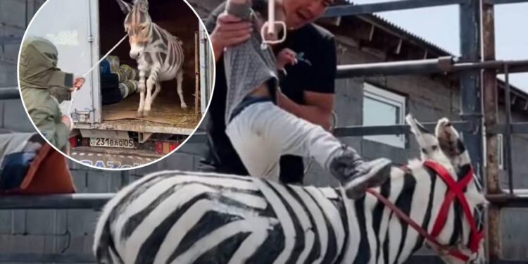 Скандал с «зеброй»: блогера-акына обвинили в издевательстве над животным