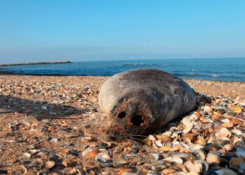 Более полутысячи тюленей погибли на Каспии в этом году: виновата чума или нефть?