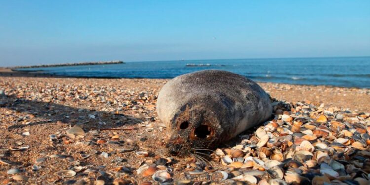 Более полутысячи тюленей погибли на Каспии в этом году: виновата чума или нефть?