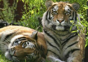 Россия подарит Казахстану четырёх амурских тигров