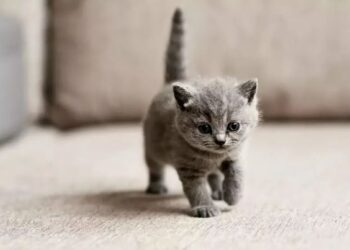 Жестокость в Экибастузе: котёнка в мороз заперли в постамате Kaspi (ВИДЕО)