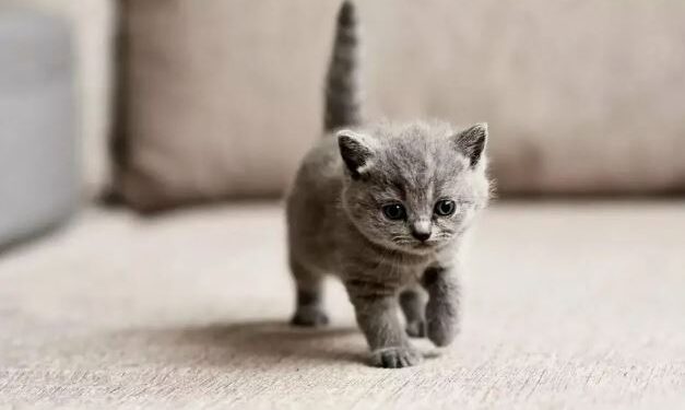 Жестокость в Экибастузе: котёнка в мороз заперли в постамате Kaspi (ВИДЕО)