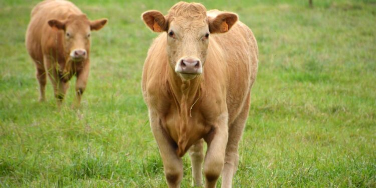 165 племенных коров из Дании прибыли в Астану: животных отправят в Павлодарскую область