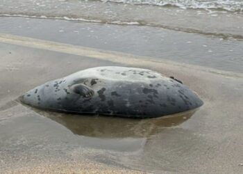 На побережье Каспия нашли более 100 мертвых тюленей (ВИДЕО)