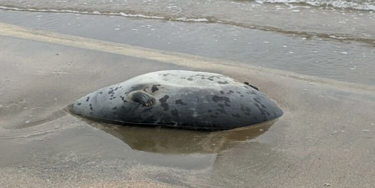 На побережье Каспия нашли более 100 мертвых тюленей (ВИДЕО)