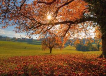 Синоптики рассказали о погоде на 5 ноября