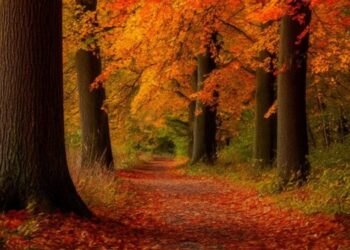 Какая погода ожидается 6 ноября