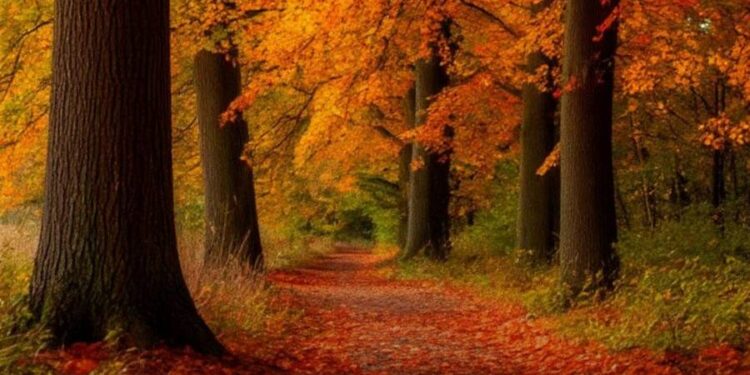 Какая погода ожидается 6 ноября