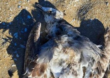 Погибших птиц обнаружили на побережье Каспия