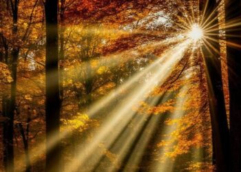 Какая погода ожидается 20 ноября