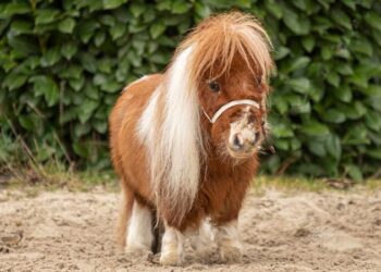Самый маленький в мире конь обнаружен в Германии