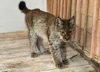Голодный детёныш рыси пришёл к людям за помощью в области Абай