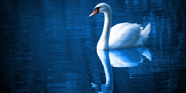 Спасатели Кокшетау помогли лебедю выбраться из котлована (ВИДЕО)