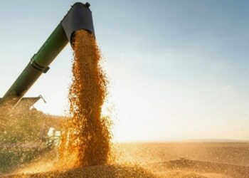 Глава Минсельхоза заявил о рекордном урожае зерновых и других сельхозкультур