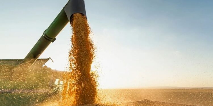 Глава Минсельхоза заявил о рекордном урожае зерновых и других сельхозкультур