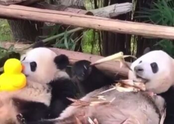 Геополитика добралась до панд: Япония останется без пушистых животных (ВИДЕО)