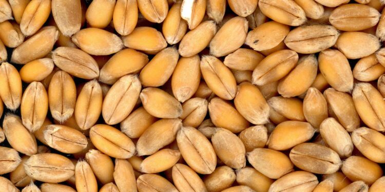 Казахстан увеличил экспорт зерна на 47% — лучший результат за 20 лет