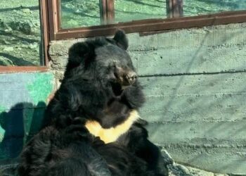 Медведь напал на сотрудника зоопарка в Китае (ВИДЕО)