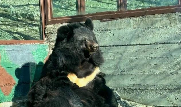 Медведь напал на сотрудника зоопарка в Китае (ВИДЕО)