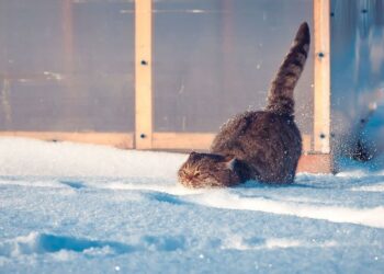 Рекордно тёплый ноябрь зафиксировали в Казахстане