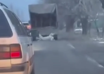 Привязали к транспорту и тащили: случай жестокого обращения с собакой расследуют в Таразе