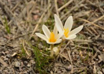 Краснокнижные подснежники зацвели в горах Алматы из-за тёплой зимы (ВИДЕО)