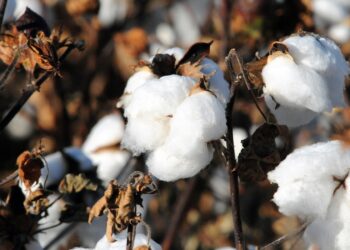 Казахстан расширяет производство хлопка: Китай инвестирует 200 млрд тенге