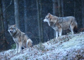 Волков и шакалов разрешат отстреливать в Казахстане
