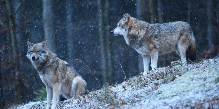 Волков и шакалов разрешат отстреливать в Казахстане