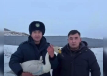 Раненого лебедя спасли в Восточном Казахстане (ВИДЕО)