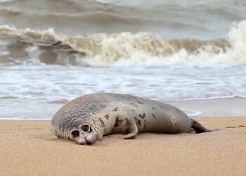 Более 320 погибших тюленей нашли на берегу Каспийского моря