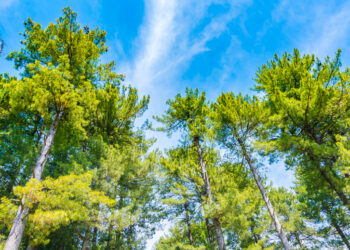 Поручение президента: когда в Казахстане высадят 2 млрд деревьев?