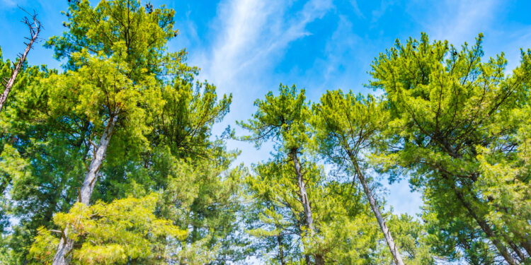 Поручение президента: когда в Казахстане высадят 2 млрд деревьев?