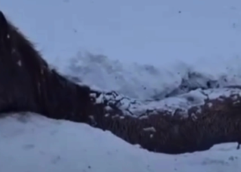 Табун лошадей погиб во время бурана в ЗКО (ВИДЕО)