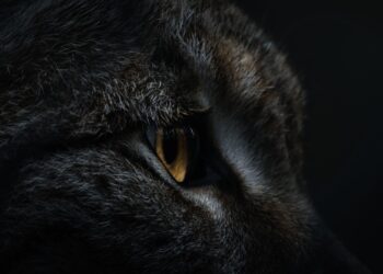 Почему детёныш туркестанской рыси оказался на улицах Алматы — комментарий нацпарка