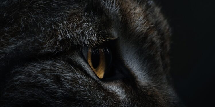 Почему детёныш туркестанской рыси оказался на улицах Алматы — комментарий нацпарка