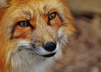 Лисы покусали людей в Акмолинской области (ВИДЕО)