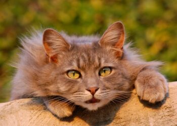 Устроила “баню” своему коту: женщину наказали на юге Казахстана (ВИДЕО)