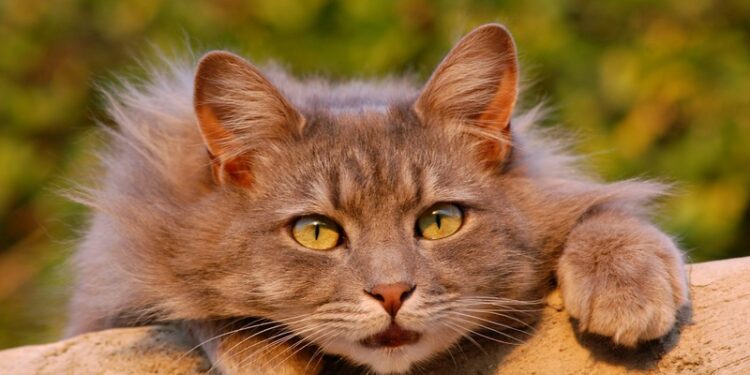 Устроила “баню” своему коту: женщину наказали на юге Казахстана (ВИДЕО)