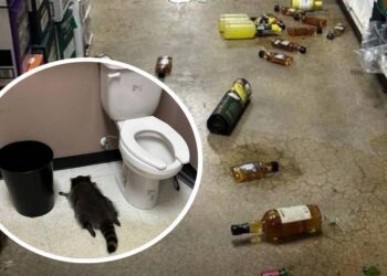 Необычный случай в Вирджинии: енот напился в магазине и уснул в туалете